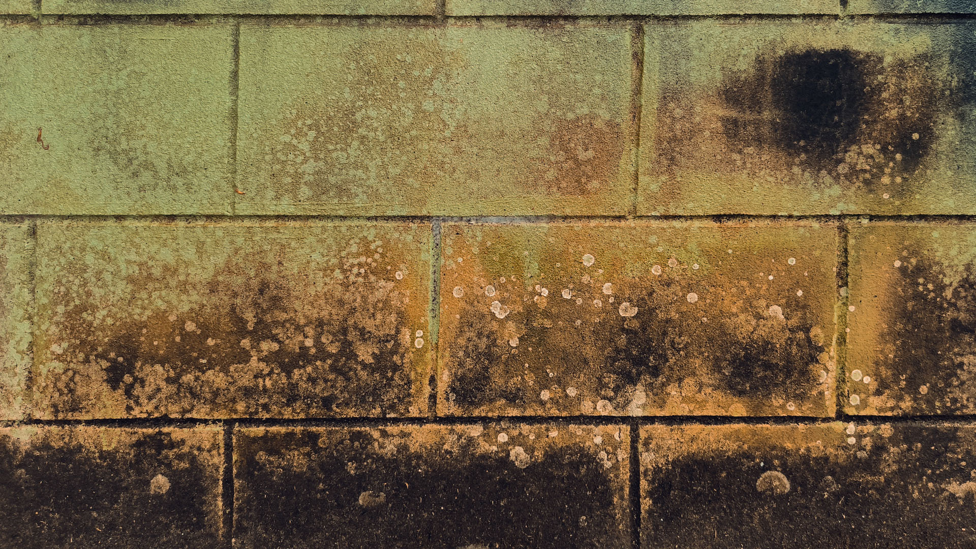 Schimmelbeseitigung Bremen